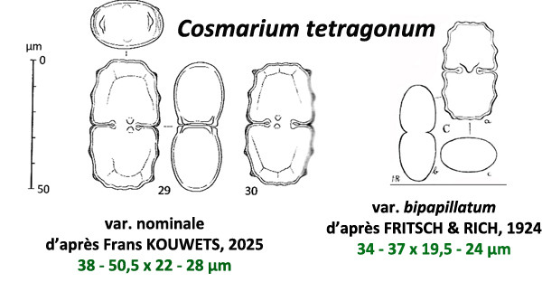 Cosmarium tetragonum (Naegeli) W. Archer #84370