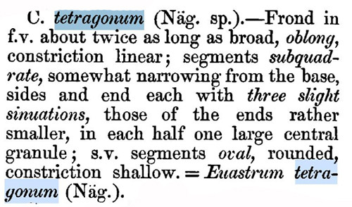 Cosmarium tetragonum (Naegeli) W. Archer #84372