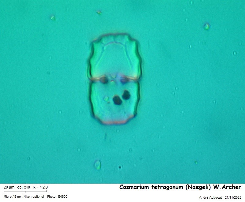 Cosmarium tetragonum (Naegeli) W. Archer #84343