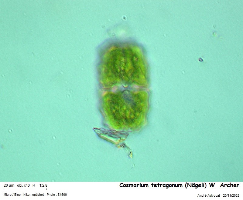 Cosmarium tetragonum (Naegeli) W. Archer #84325