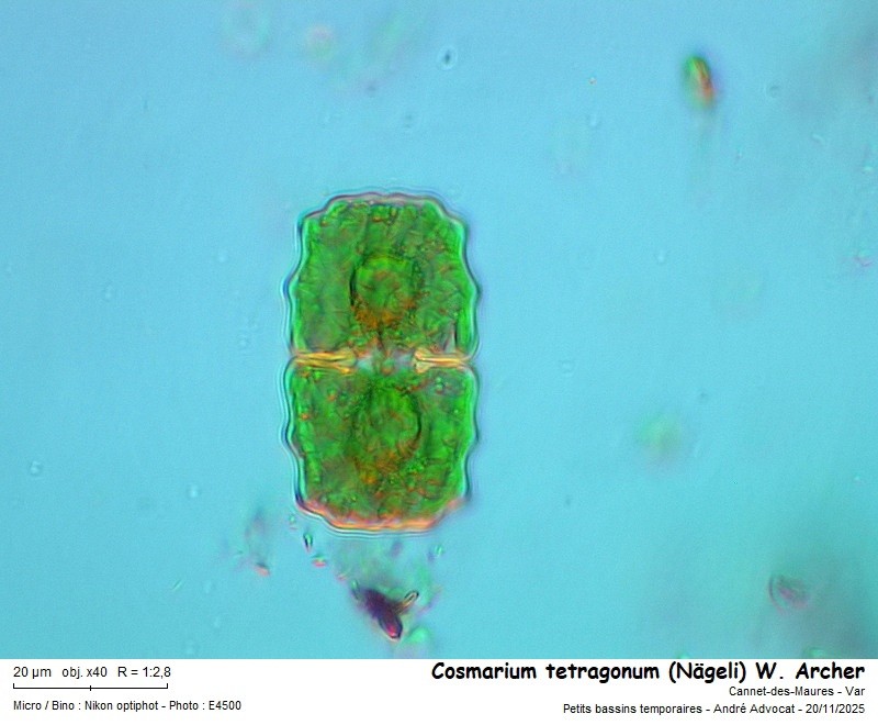 Cosmarium tetragonum (Naegeli) W. Archer #84324