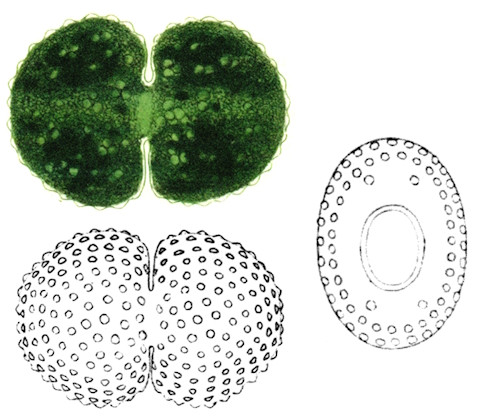 Cosmarium tetraophthalmum #83685