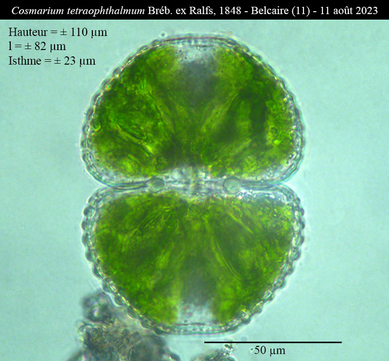 Cosmarium tetraophthalmum #76895