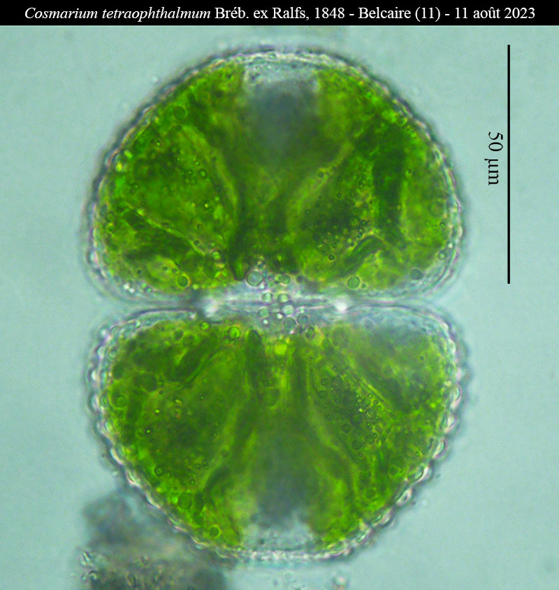 Cosmarium tetraophthalmum #76896