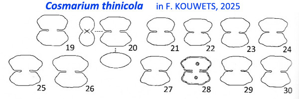 Cosmarium thinicola F.A.C.Kouwets #86184