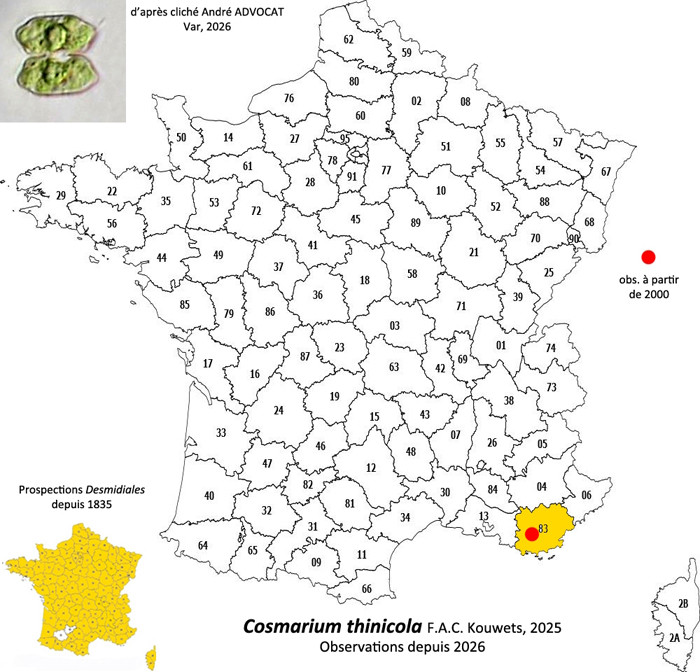 Cosmarium thinicola F.A.C.Kouwets #86183