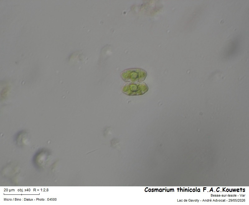 Cosmarium thinicola F.A.C.Kouwets #86163