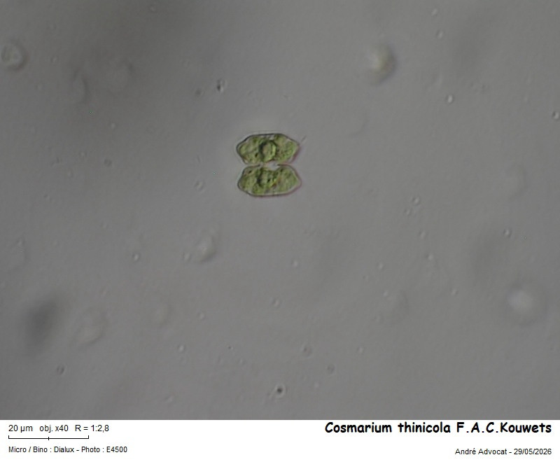 Cosmarium thinicola F.A.C.Kouwets #86162