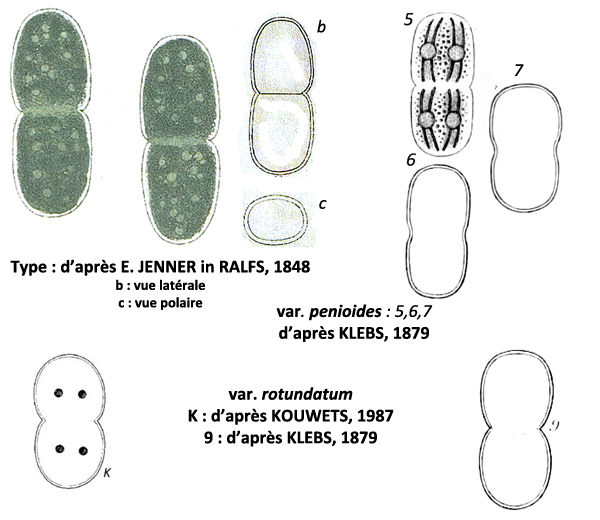 COSMARIUM THWAITESII RALF, 1848 #78232