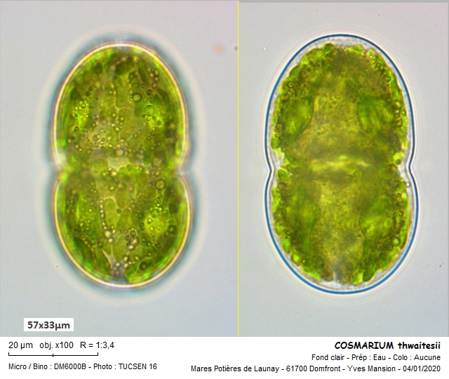 COSMARIUM THWAITESII RALF, 1848 #78217