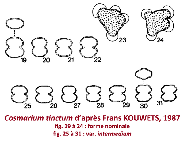 Cosmarium tinctum Ralfs var.tinctum #79062