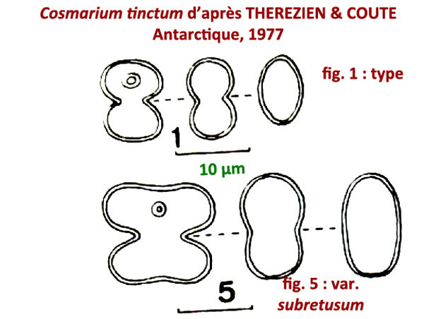 Cosmarium tinctum Ralfs var.tinctum #79063