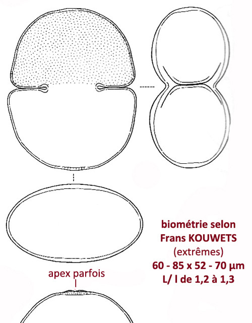 Cosmarium transitorium F.Ducellier #85007