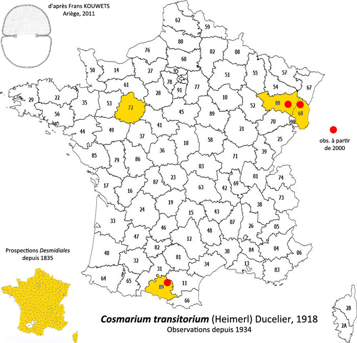 Cosmarium transitorium F.Ducellier #85005