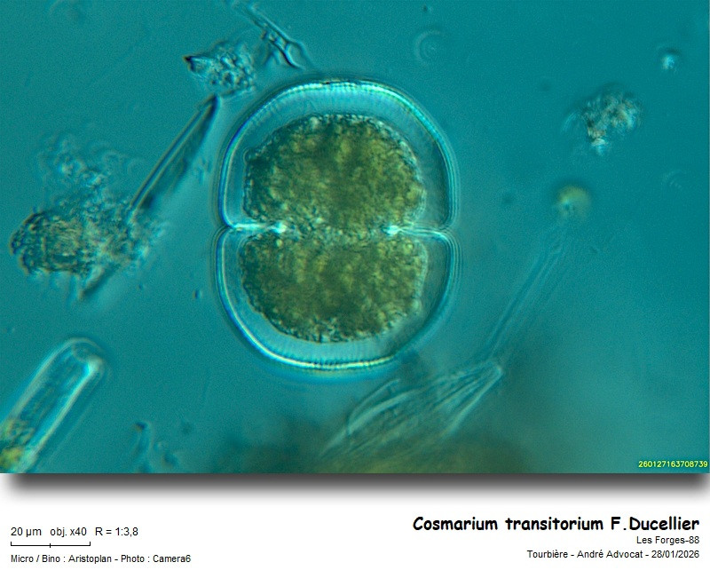 Cosmarium transitorium F.Ducellier #84994