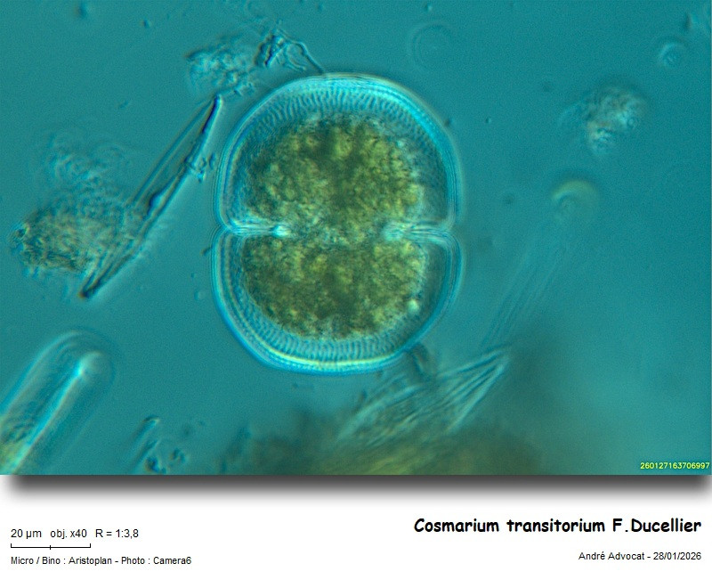 Cosmarium transitorium F.Ducellier #84995