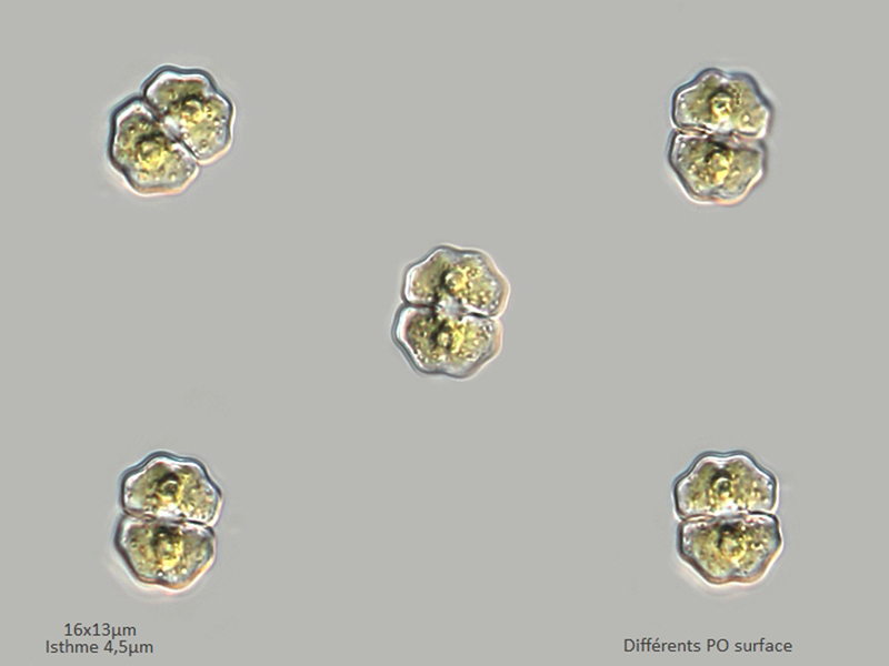 Cosmarium trilobulatum #76706