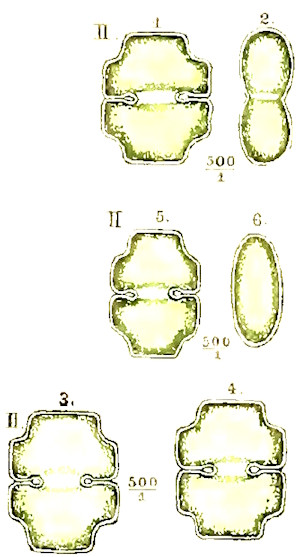 Cosmarium trilobulatum #83689