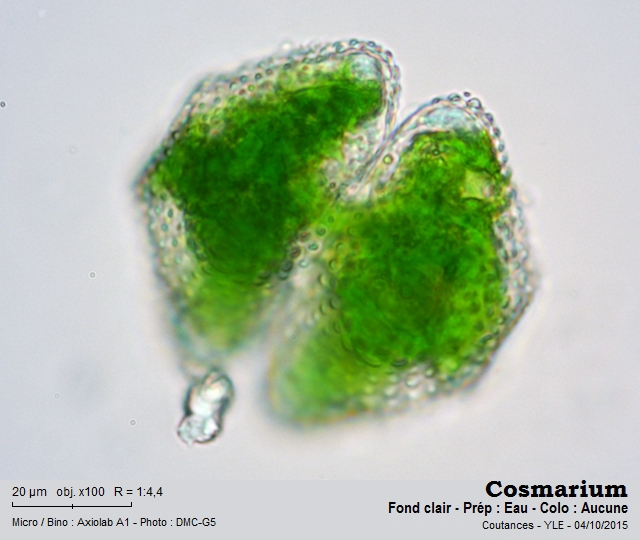 Cosmarium turpinii Brébisson, 1856 #69081