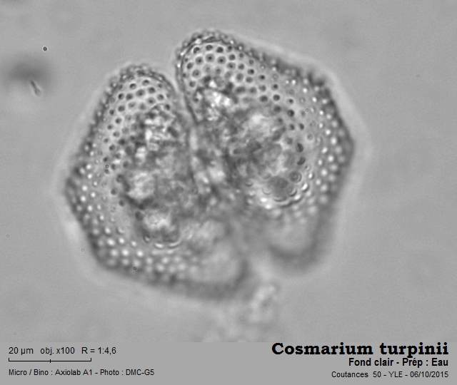 Cosmarium turpinii Brébisson, 1856 #42288