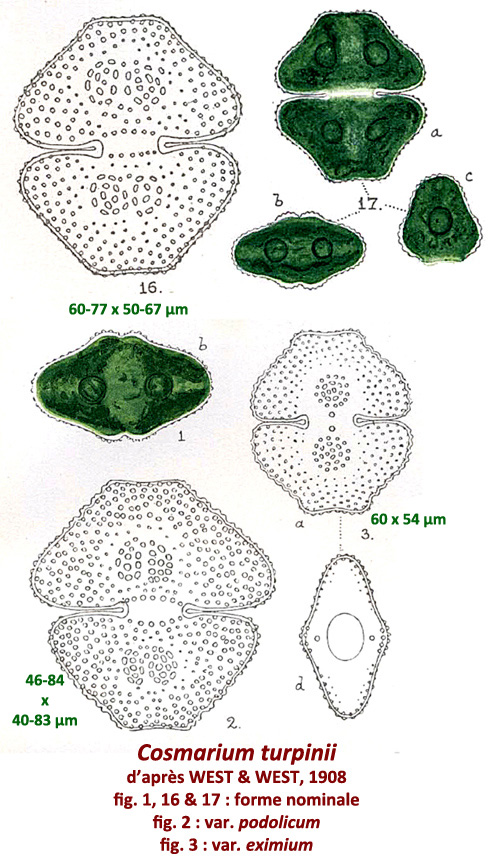 Cosmarium turpinii Brébisson, 1856 #79193