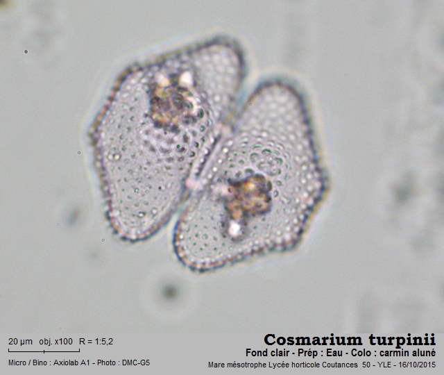 Cosmarium turpinii Brébisson, 1856 #69082