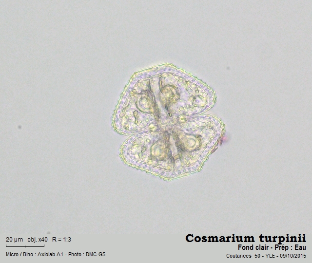 Cosmarium turpinii Brébisson, 1856 #42290