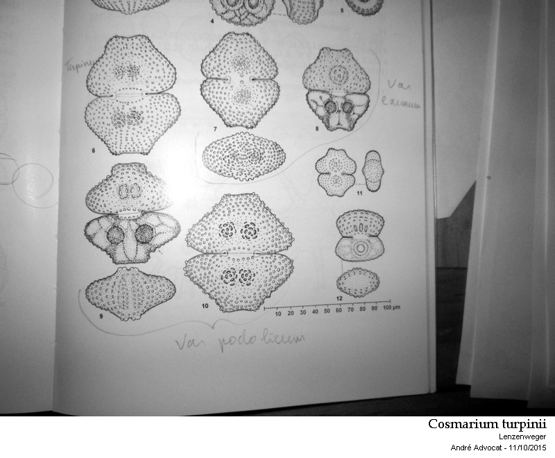 Cosmarium turpinii Brébisson, 1856 #42296