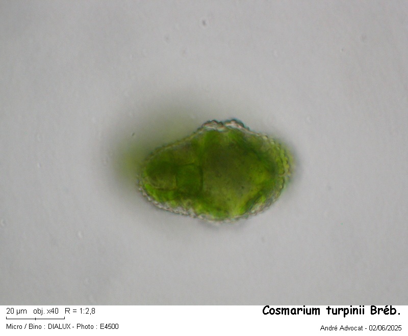 Cosmarium turpinii Bréb. #82495