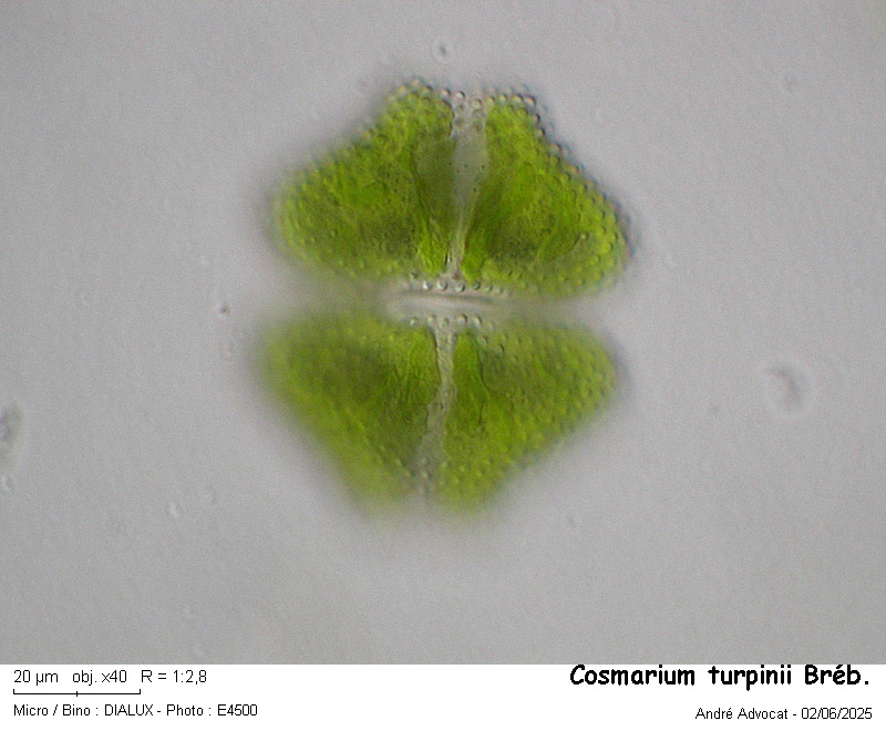 Cosmarium turpinii Bréb. #82494