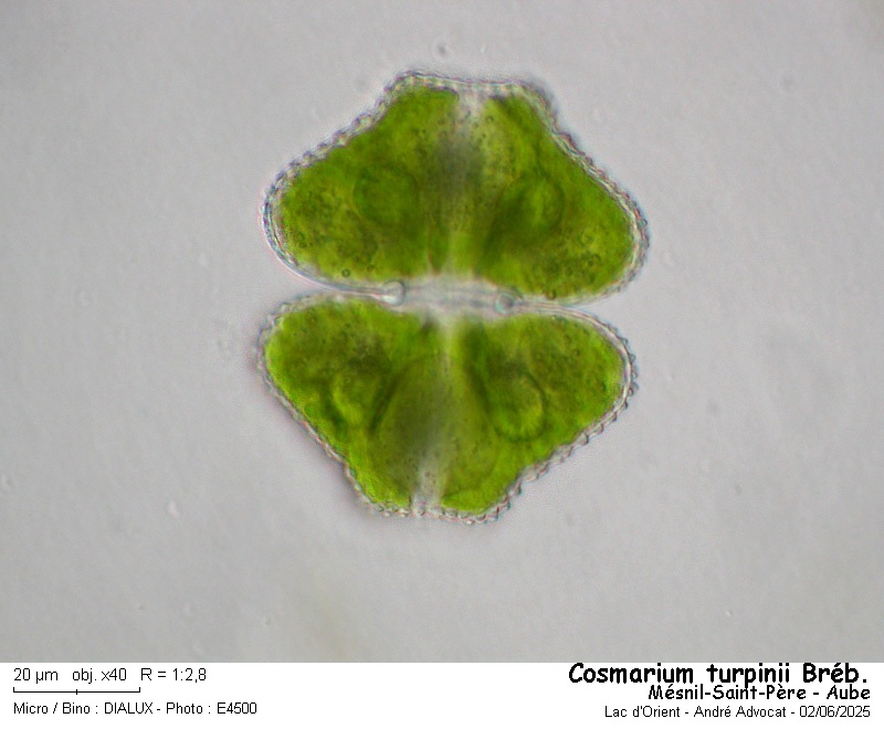 Cosmarium turpinii Bréb. #82493