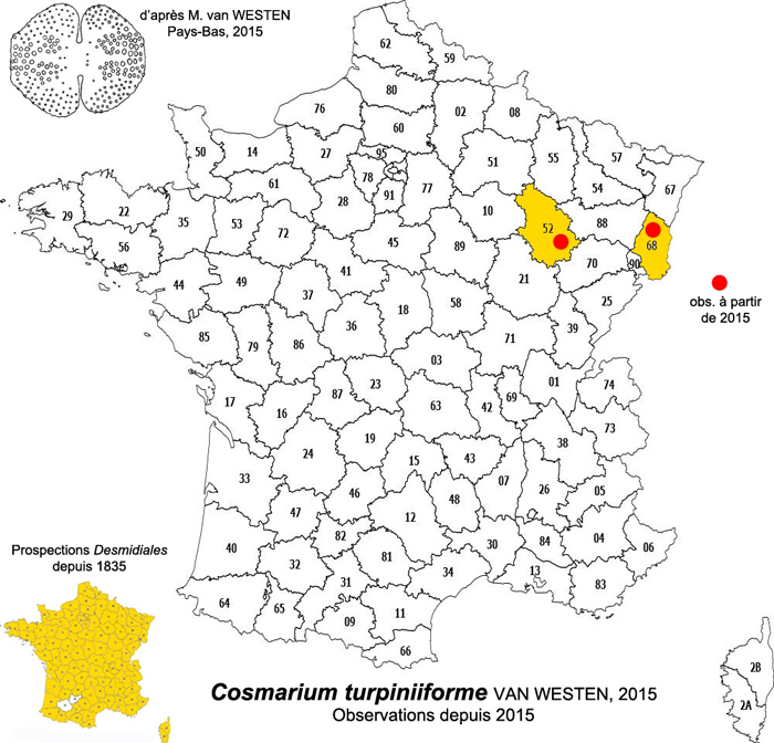 Cosmarium turpiniiforme Van Westen #79285
