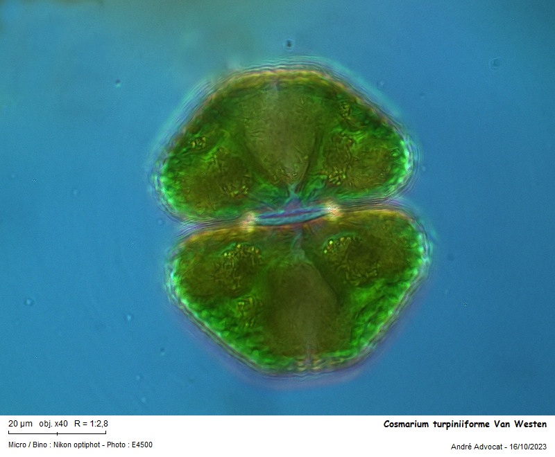 Cosmarium turpiniiforme Van Westen #76953