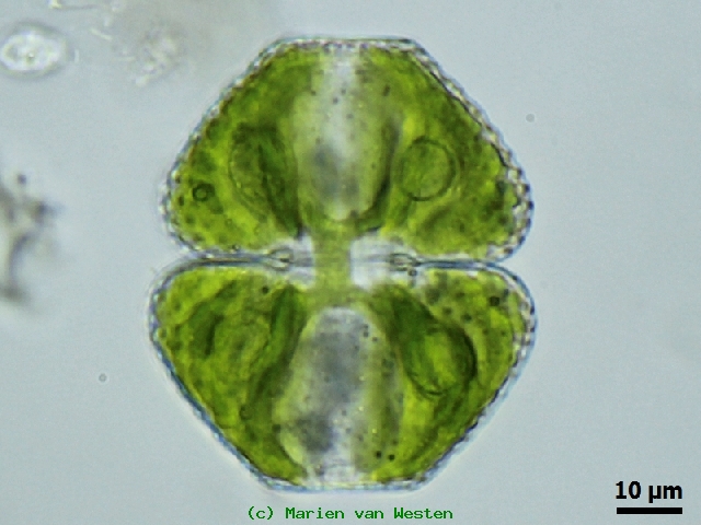 Cosmarium turpiniiforme Van Westen #76954