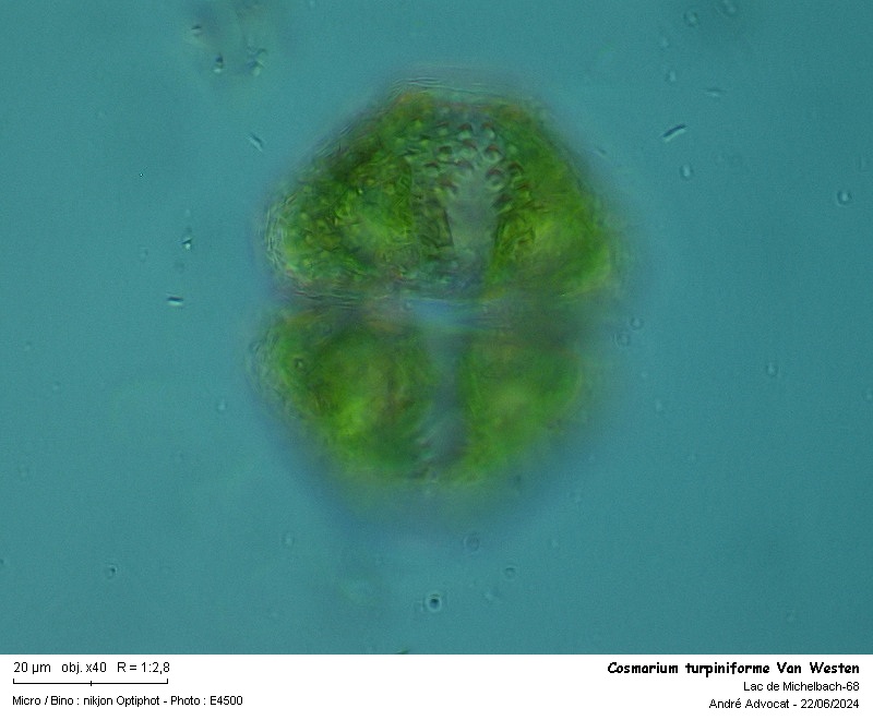 Cosmarium turpiniiforme Van Westen #79217