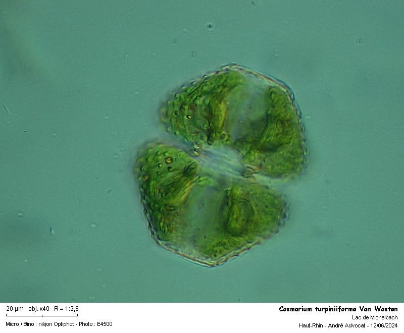 Cosmarium turpiniiforme Van Westen #79216