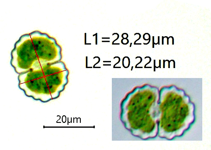 Cosmarium undulatum #76656