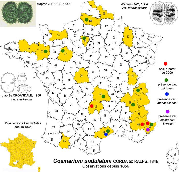 Cosmarium undulatum #76658