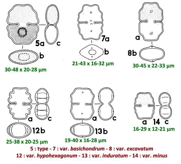 Cosmarium venustum (Bréb.) W.Archer var. excavatum #79057