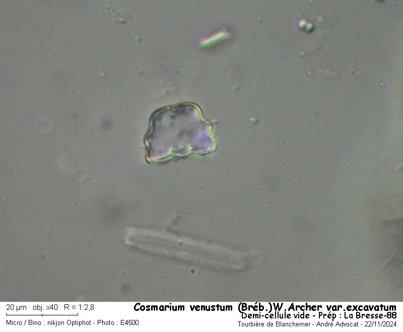 Cosmarium venustum (Bréb.) W.Archer var. excavatum #80769