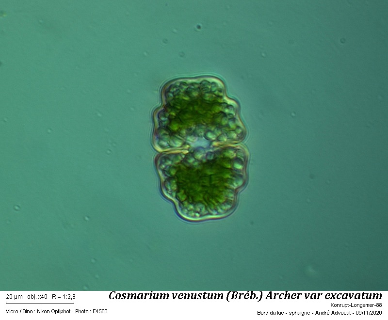 Cosmarium venustum (Bréb.) W.Archer var. excavatum #64757
