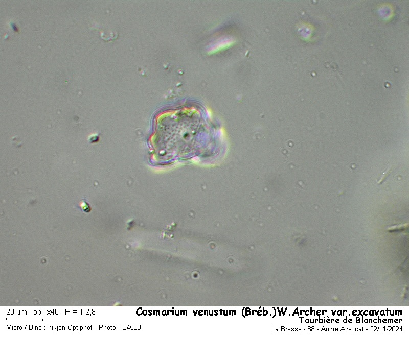 Cosmarium venustum (Bréb.) W.Archer var. excavatum #80770