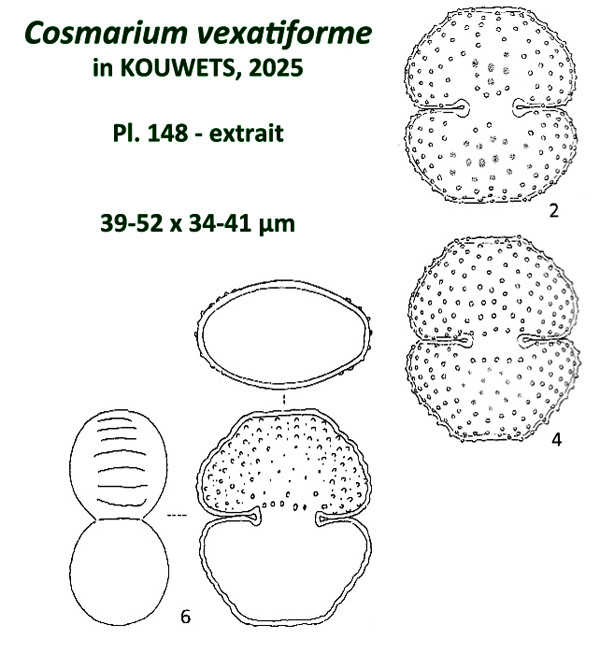 Cosmarium vexatiforme F.A.C.Kouwets #86325