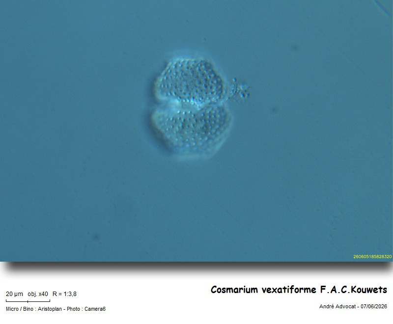 Cosmarium vexatiforme F.A.C.Kouwets #86222