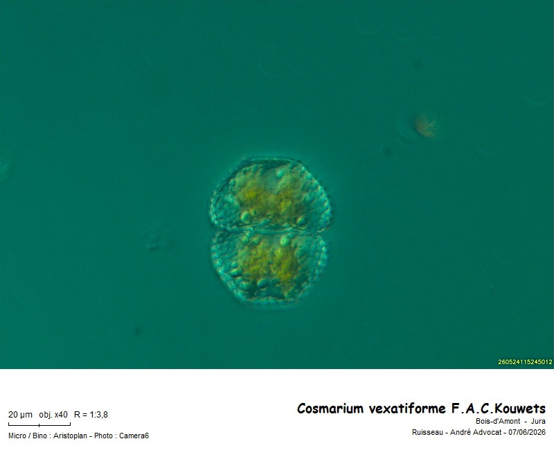 Cosmarium vexatiforme F.A.C.Kouwets #86221