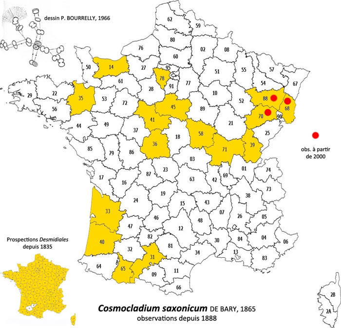Cosmocladium saxonicum De Bary #82922