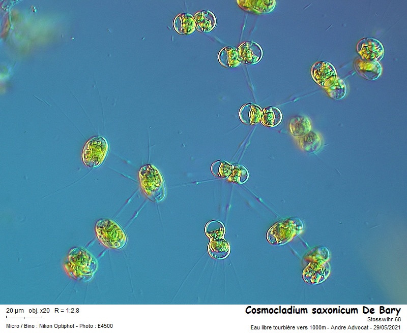 Cosmocladium saxonicum De Bary #66949