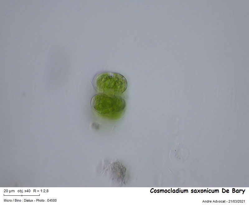 Cosmocladium saxonicum De Bary #65972