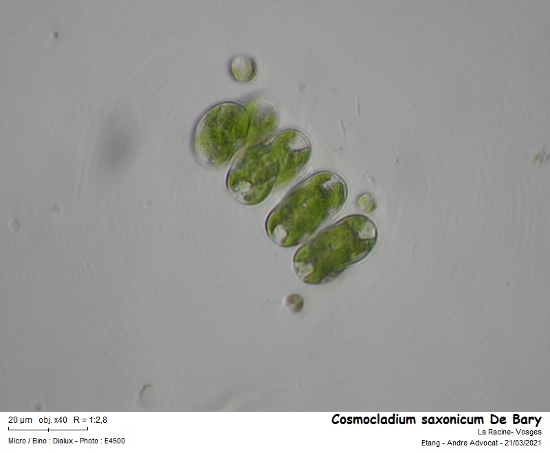 Cosmocladium saxonicum De Bary #65970