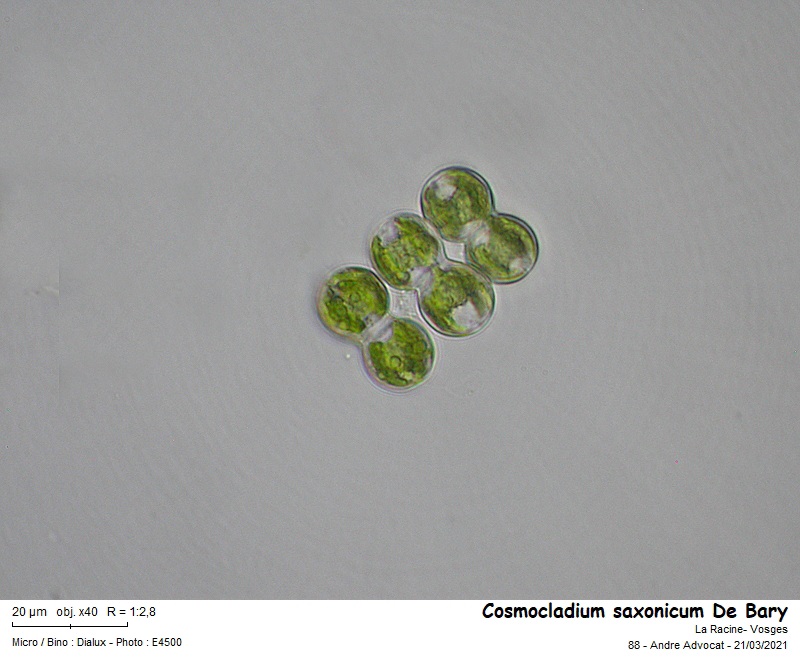 Cosmocladium saxonicum De Bary #65971